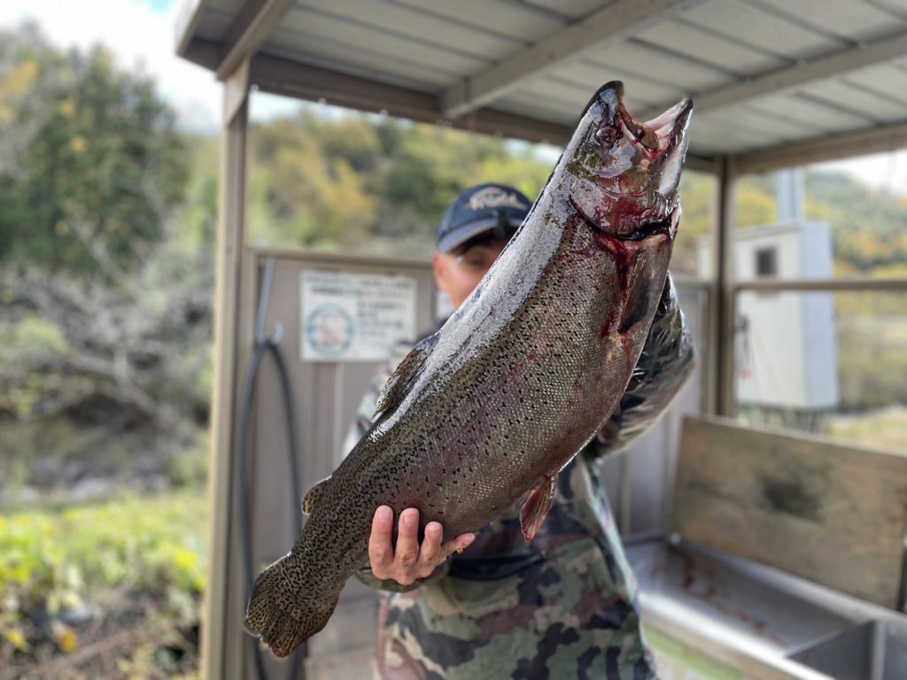 【頂鱒７１ｃｍ】全体