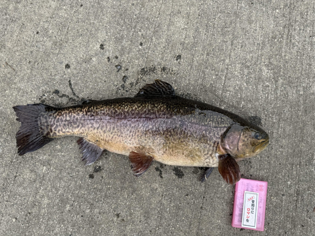 【驚ロック５３ｃｍ】全体