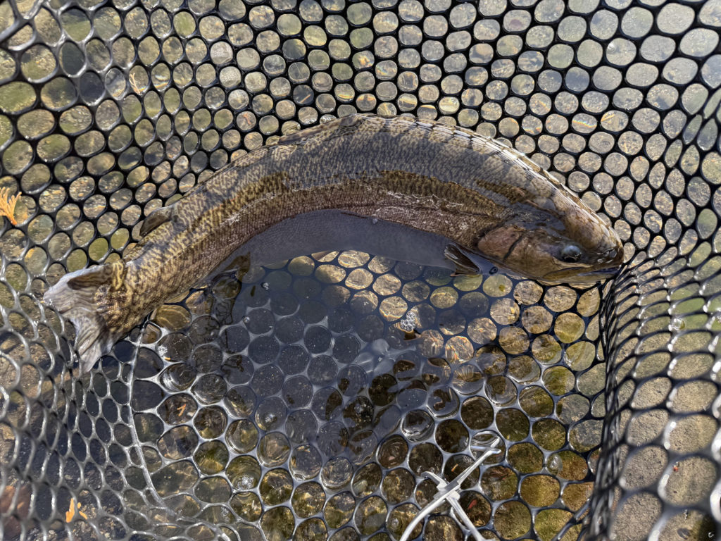 【驚ロック５６ｃｍ】全体