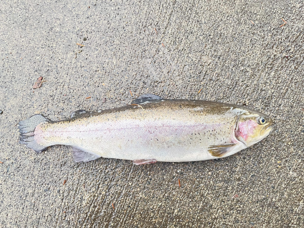 【頂鱒５１ｃｍ】全体