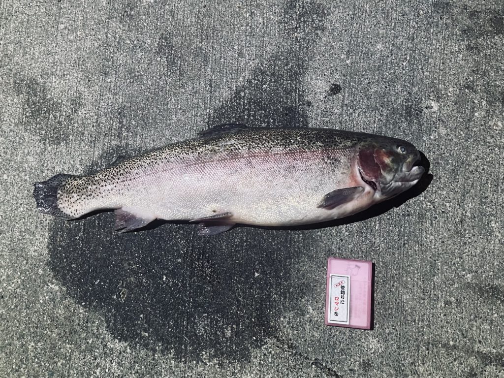 【頂鱒６２ｃｍ】全体