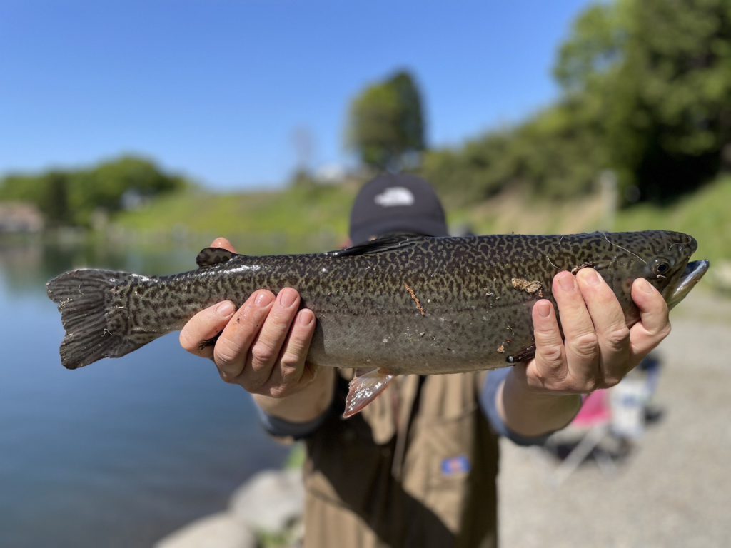 【驚ロック５５ｃｍ】全体