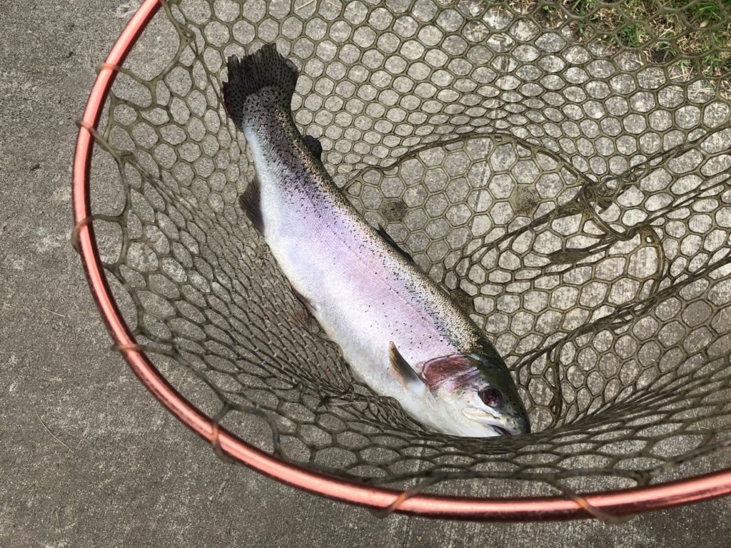 【頂鱒５３ｃｍ】全体
