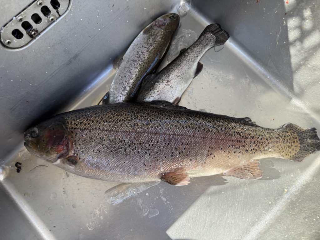 【頂鱒５６ｃｍ】全体