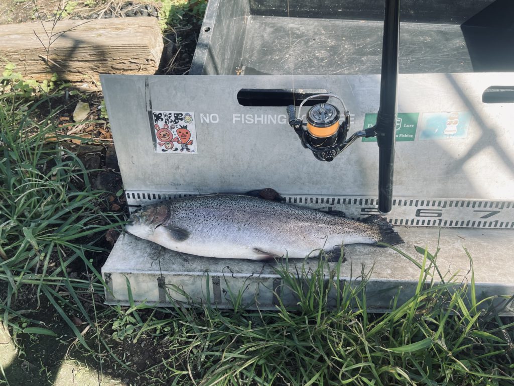 【頂鱒５３ｃｍ】全体