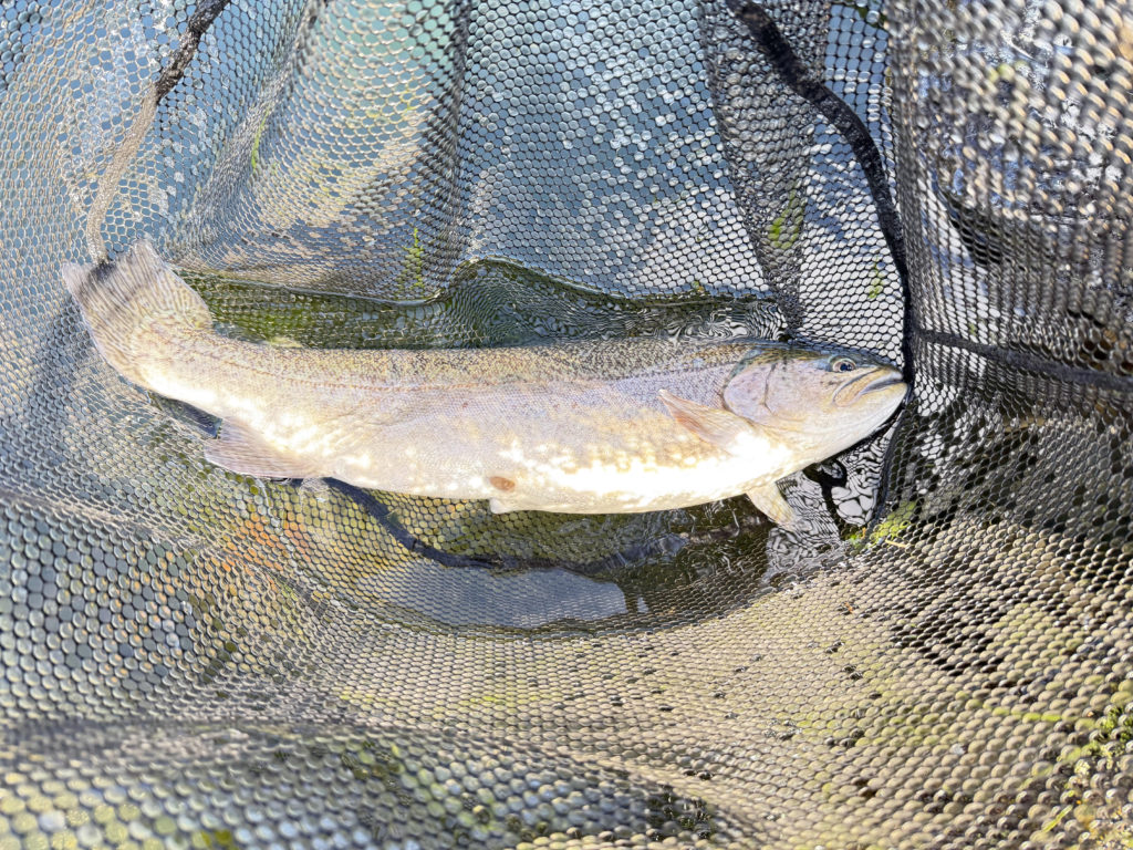 【驚ロック５４ｃｍ】全体