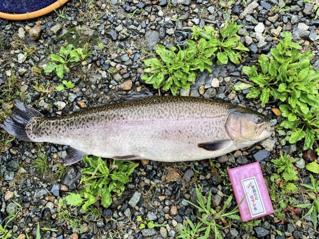 【驚ロック５６ｃｍ】全体