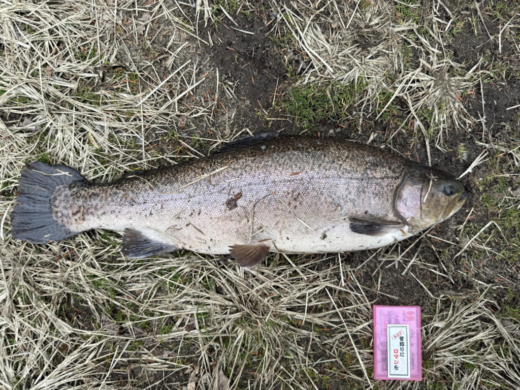 【驚ロック６３ｃｍ】全体