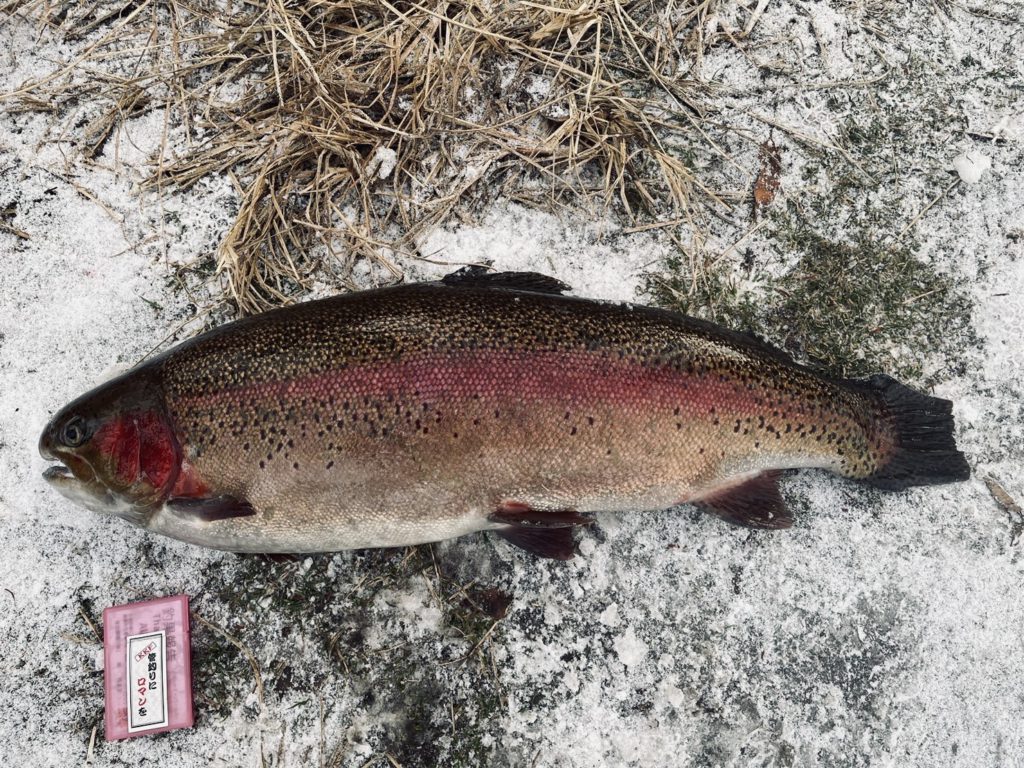 【頂鱒７８ｃｍ】全体