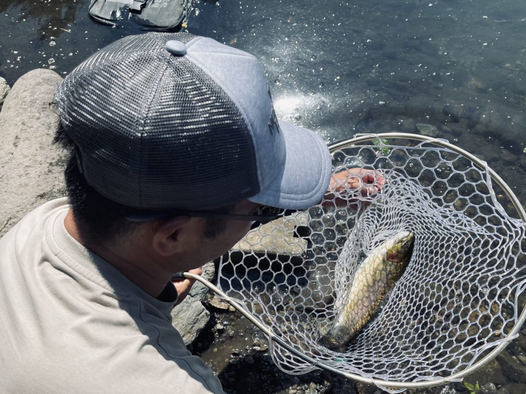 【頂鱒５３ｃｍ】全体