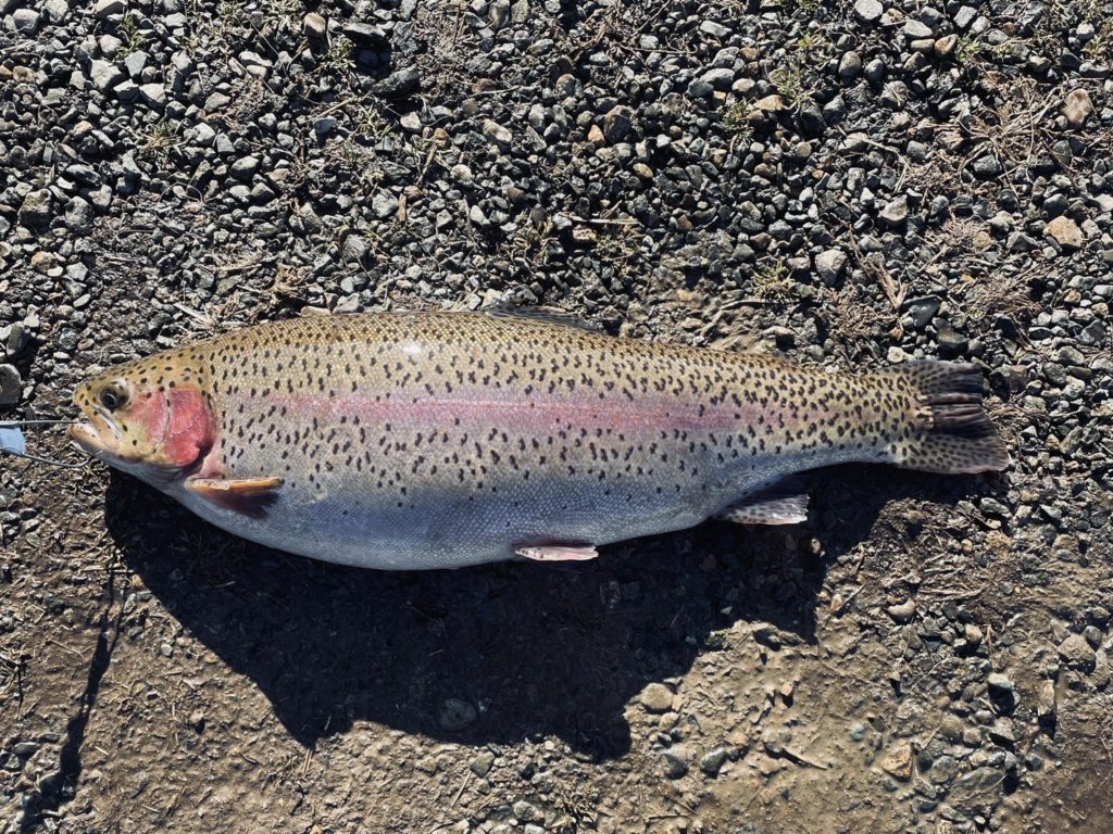 【頂鱒５９ｃｍ】全体