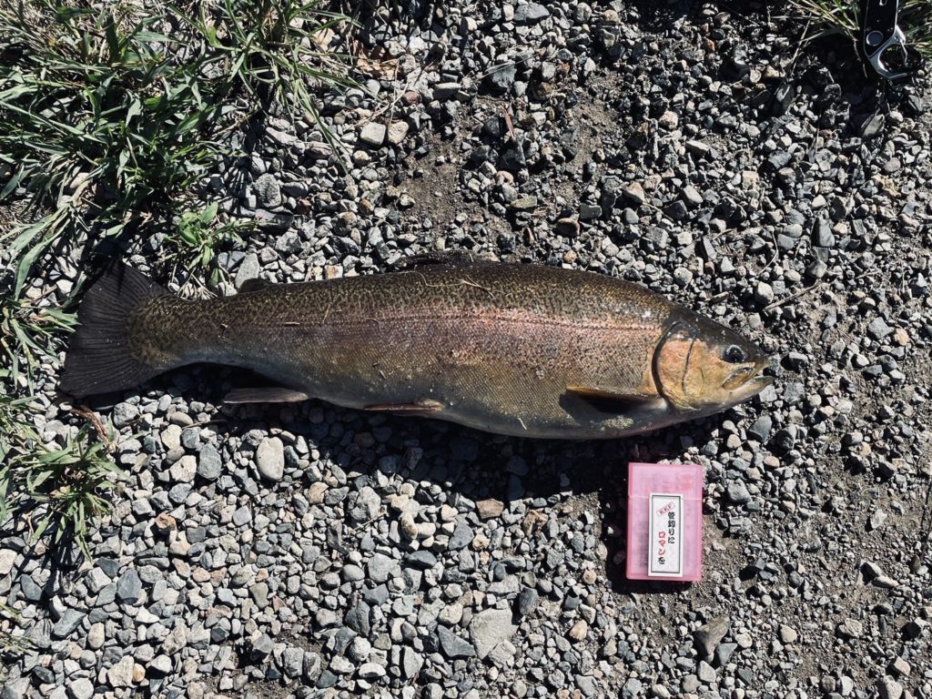 【驚ロック６５ｃｍ】全体