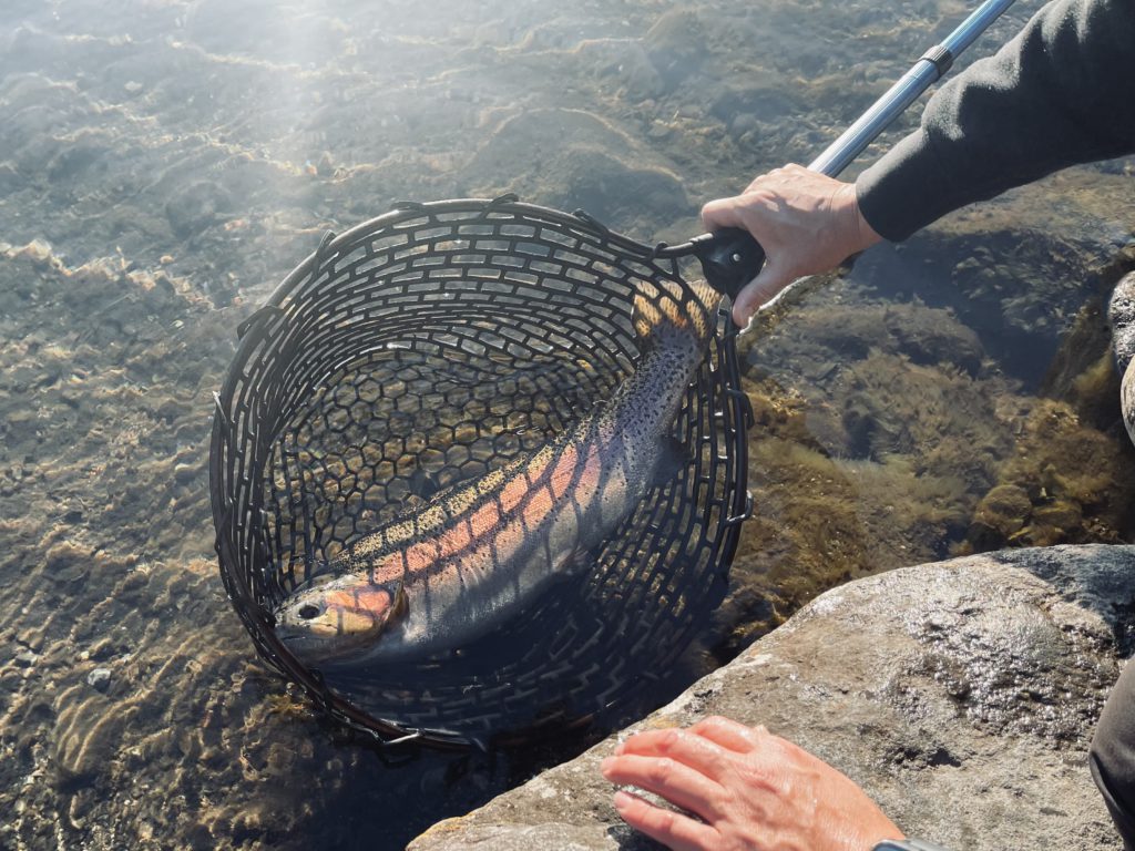 【頂鱒５４ｃｍ】全体