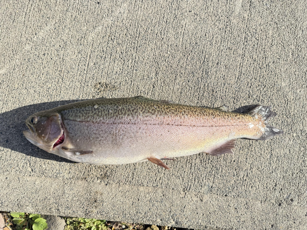 【驚ロック５７ｃｍ】全体