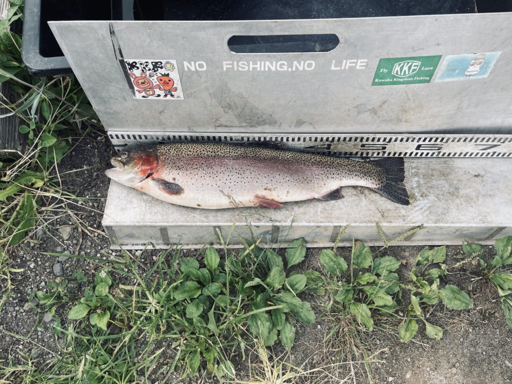 【頂鱒５４ｃｍ】全体