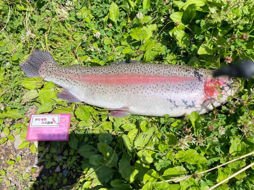 【頂鱒５８ｃｍ】全体