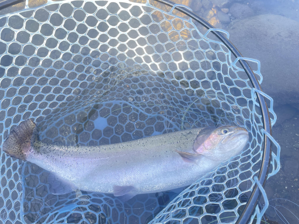 【頂鱒５６ｃｍ】全体