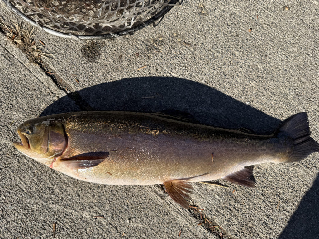 【驚ロック５９ｃｍ】全体