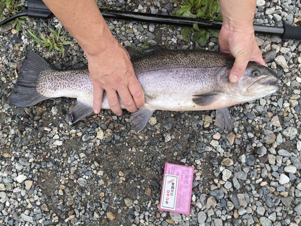 【驚ロック６２ｃｍ】全体