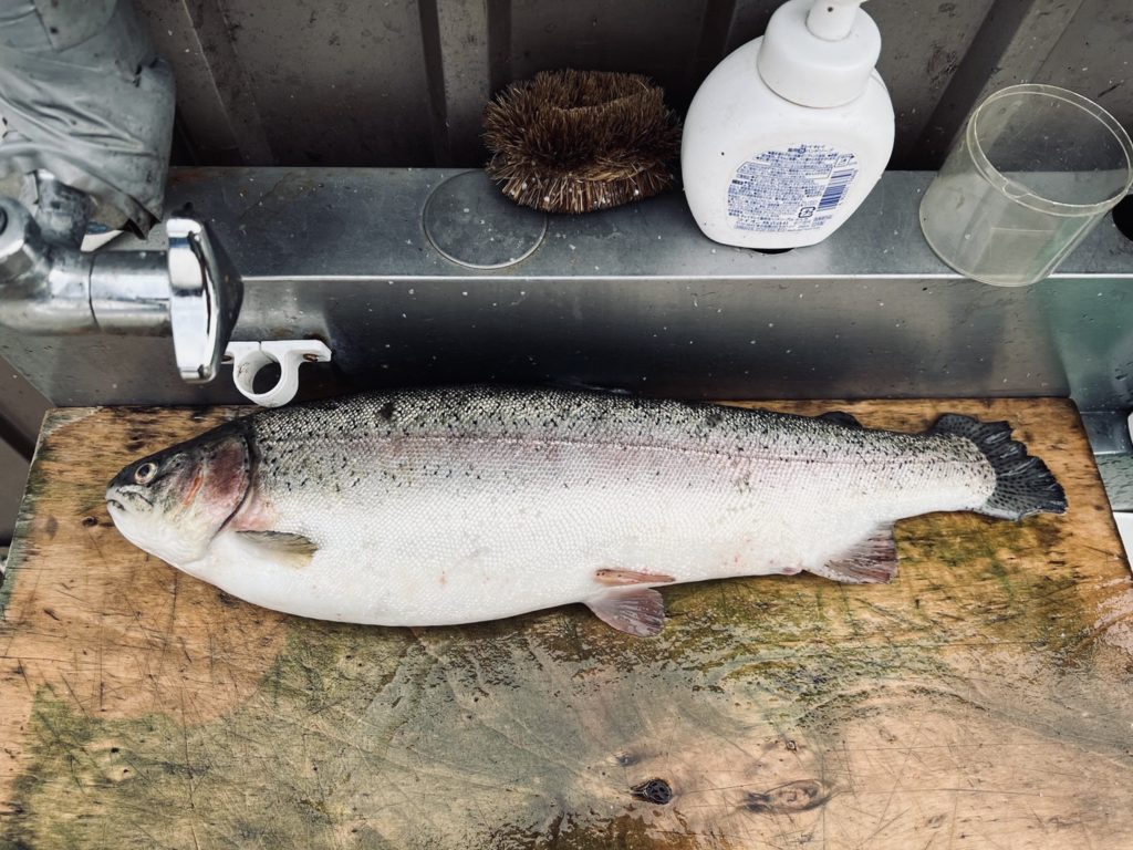 【頂鱒５５ｃｍ】全体