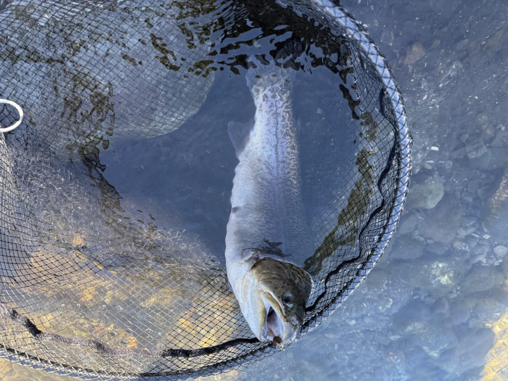 【驚ロック５３ｃｍ】全体