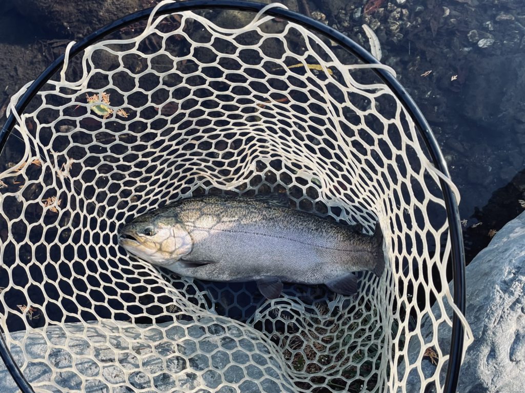 【驚ロック５６ｃｍ】全体