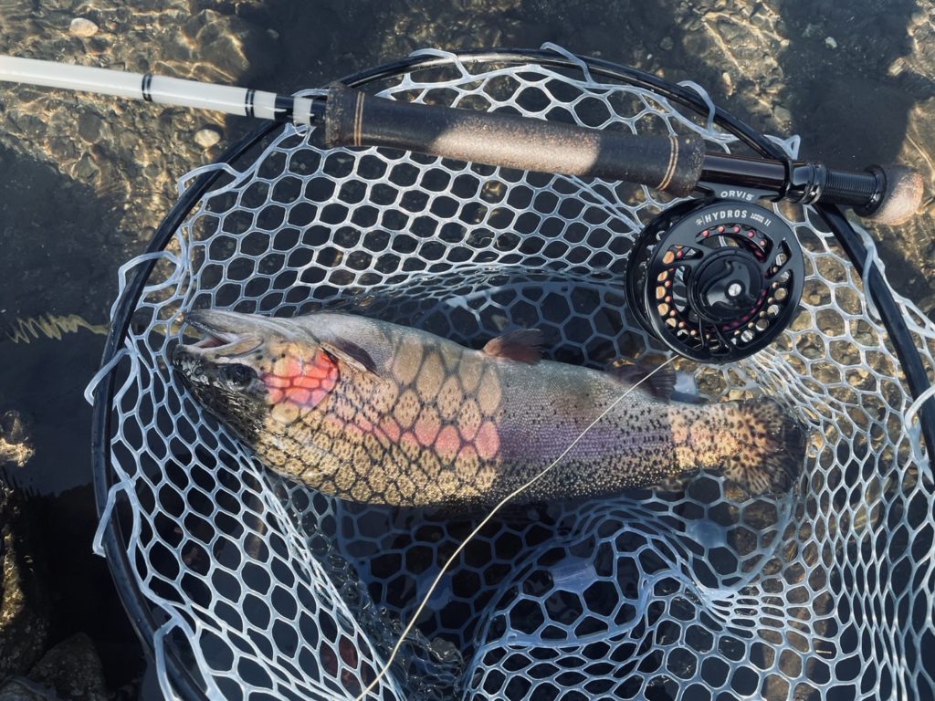 【頂鱒５７ｃｍ】全体