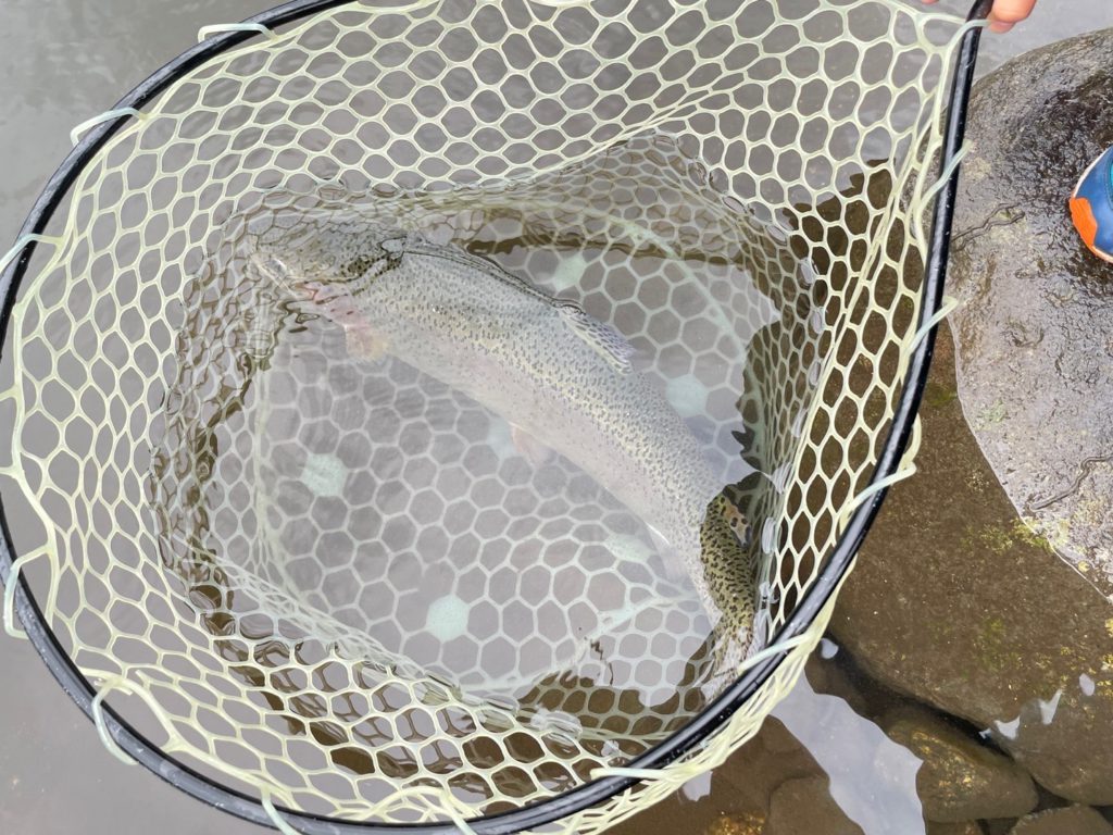 【頂鱒５０ｃｍ】全体