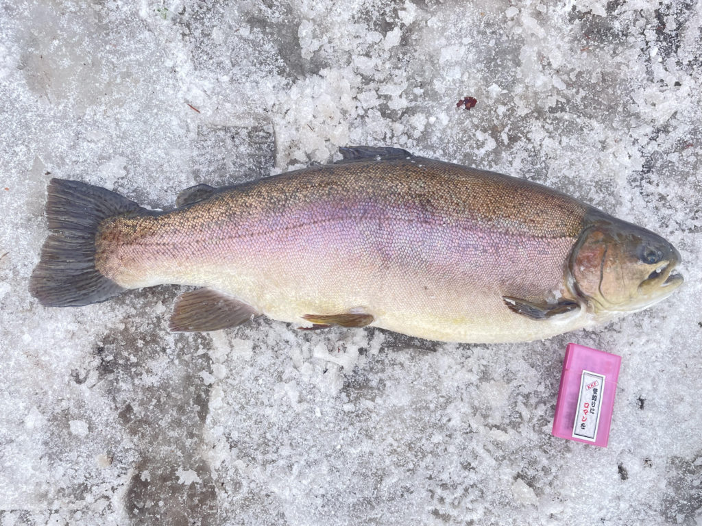 【驚ロック７０ｃｍ】全体