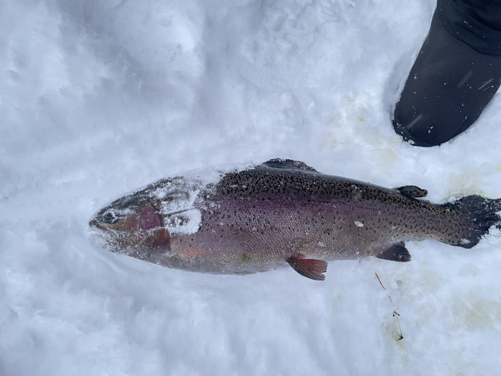 【頂鱒５６ｃｍ】全体