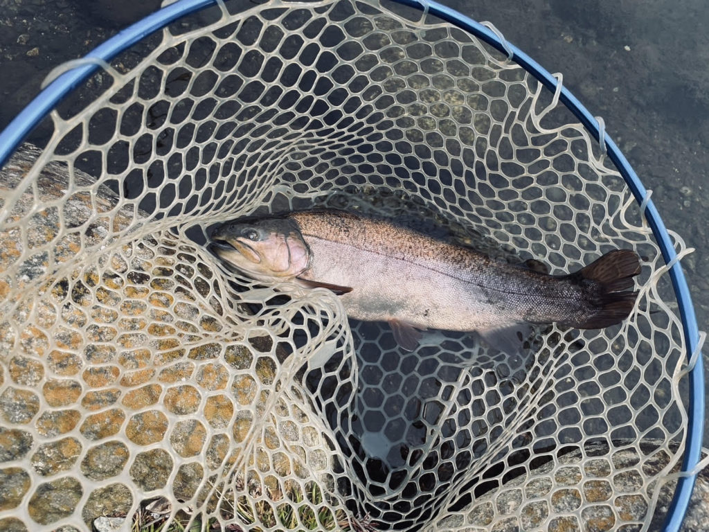 【驚ロック５０ｃｍ】全体