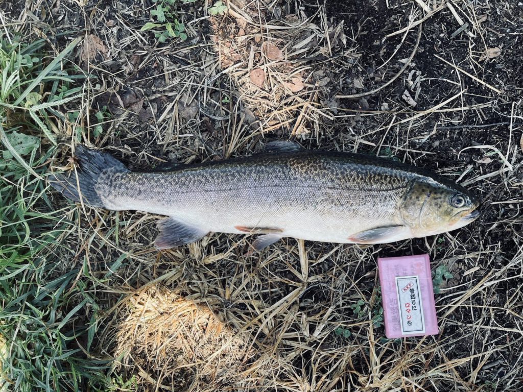 【驚ロック５５ｃｍ】全体