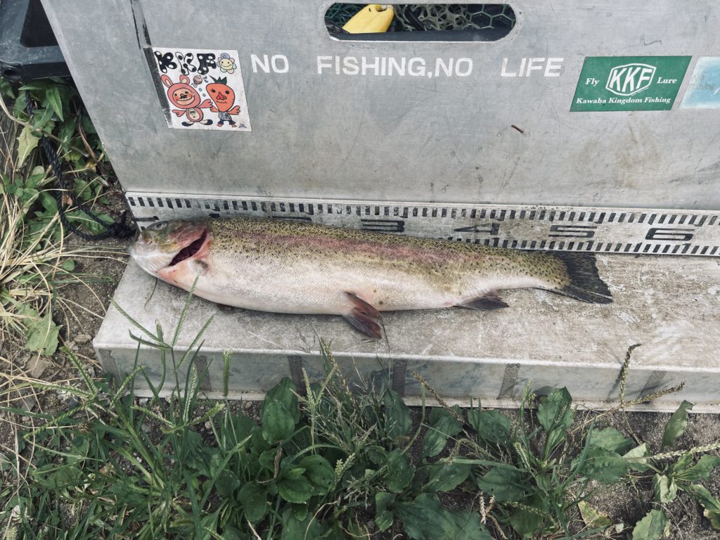 【頂鱒５０ｃｍ】全体