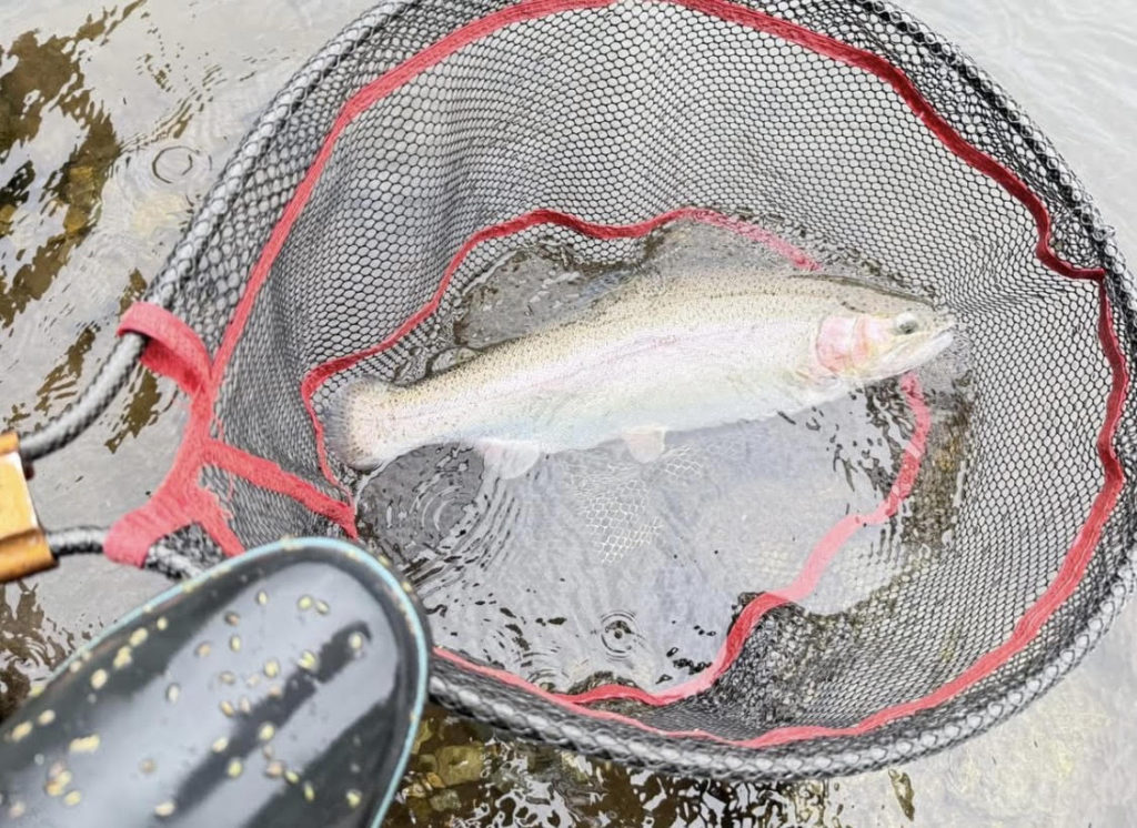 【頂鱒５２ｃｍ】全体