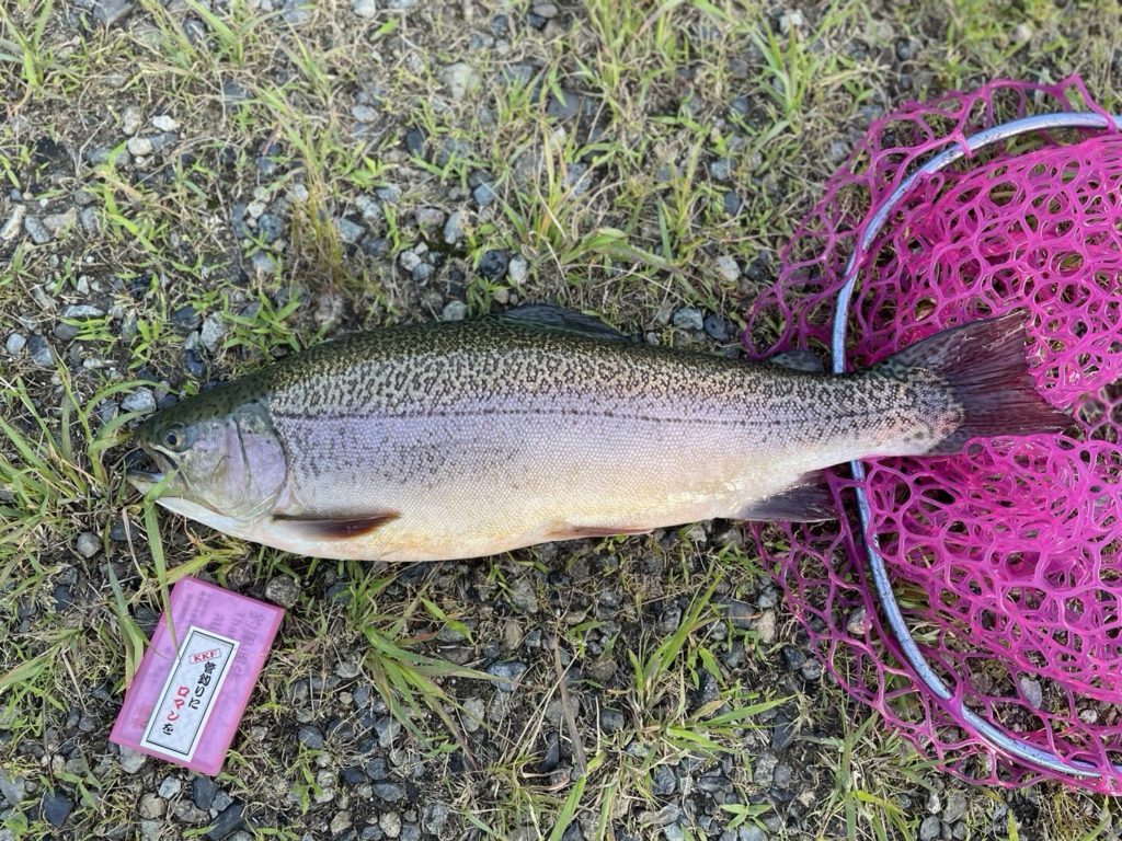 【驚ロック５５ｃｍ】全体