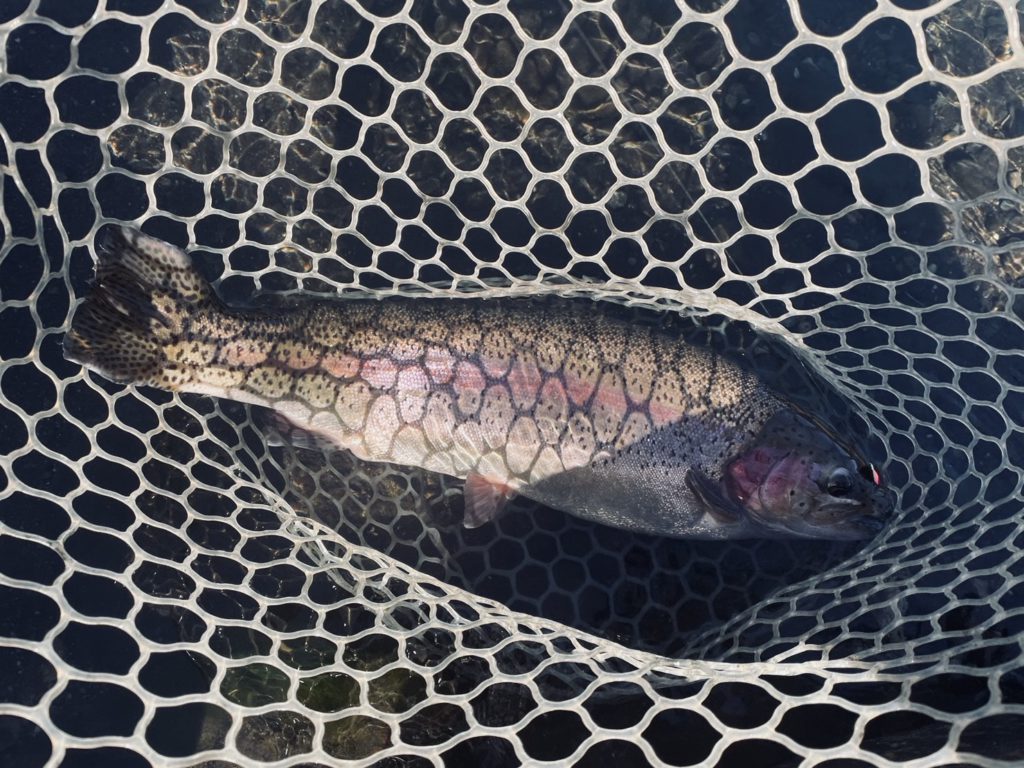 【頂鱒５５ｃｍ】全体