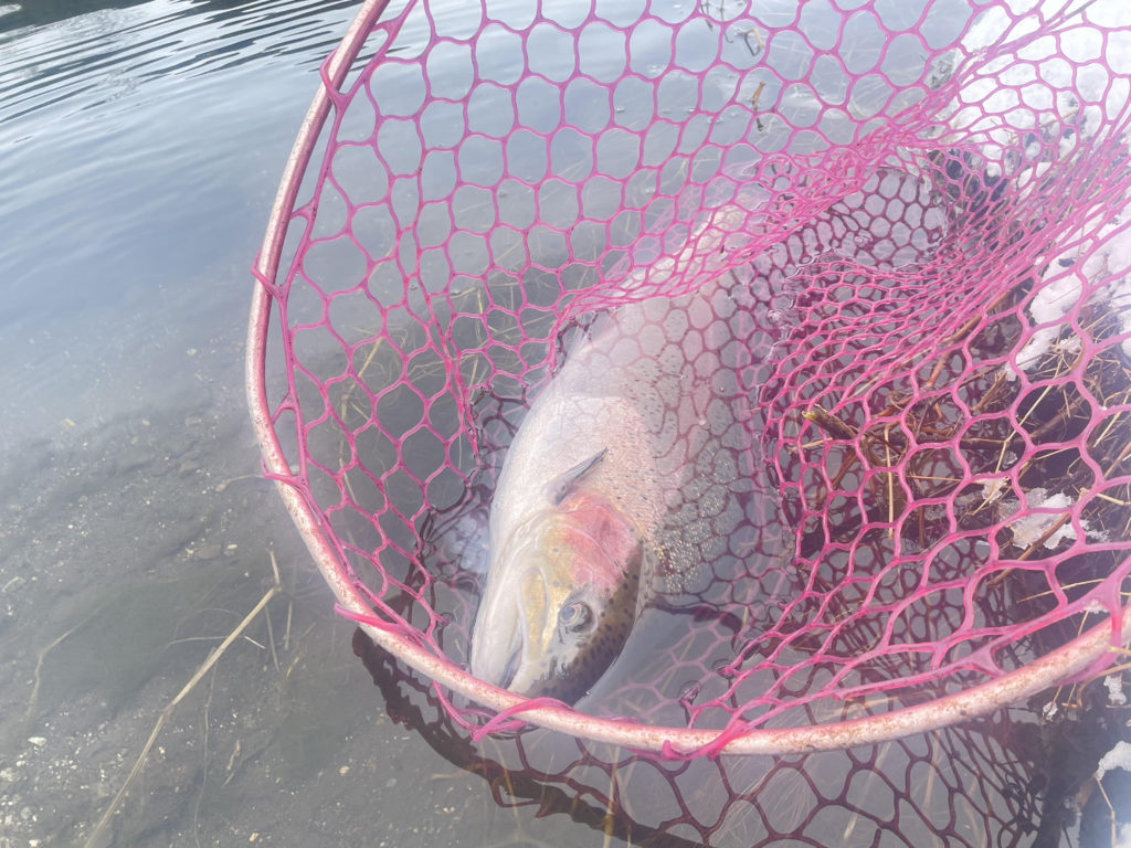 【頂鱒７０オーバー】全体