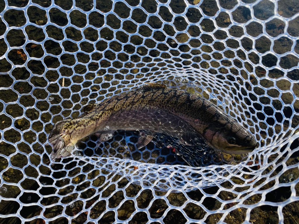 【驚ロック５７ｃｍ】全体