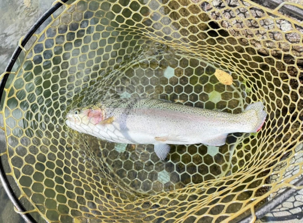 【頂鱒５４ｃｍ】全体