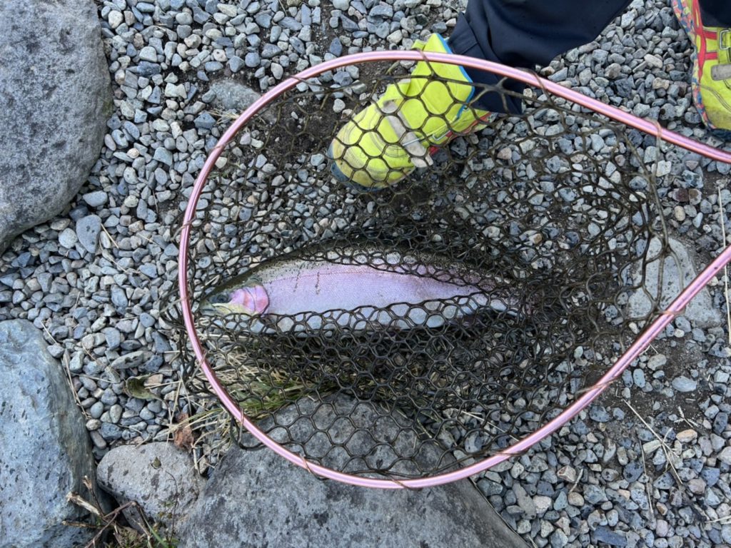 【頂鱒５４ｃｍ】全体