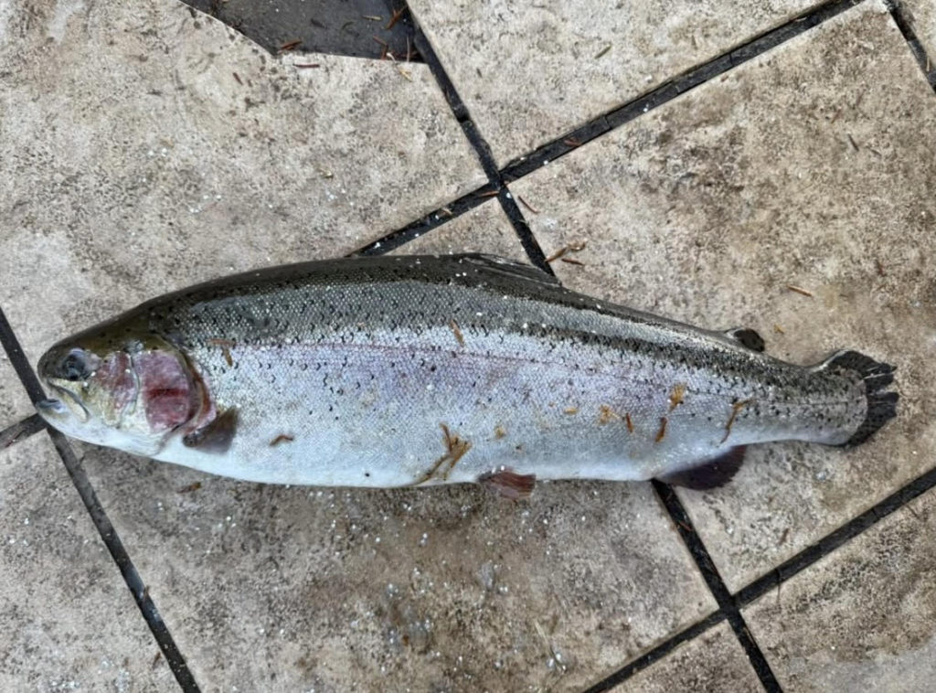 【頂鱒５４ｃｍ】全体