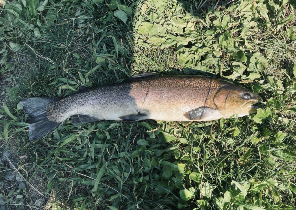 【驚ロック６０ｃｍ】全体