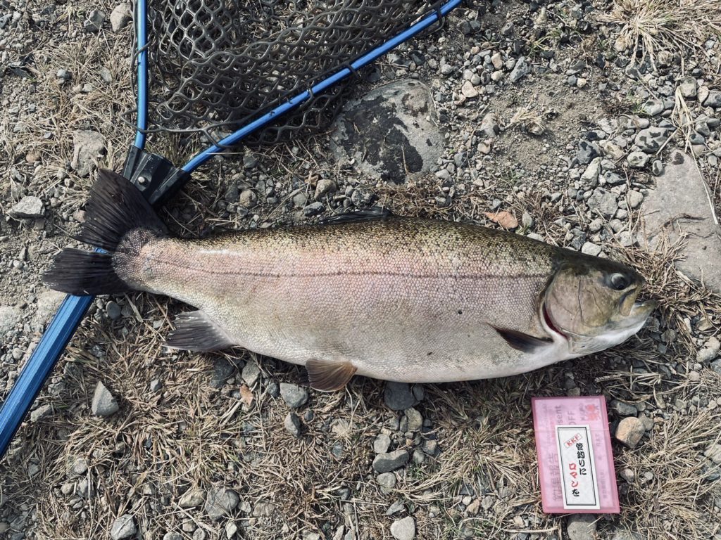 【驚ロック５６ｃｍ】全体