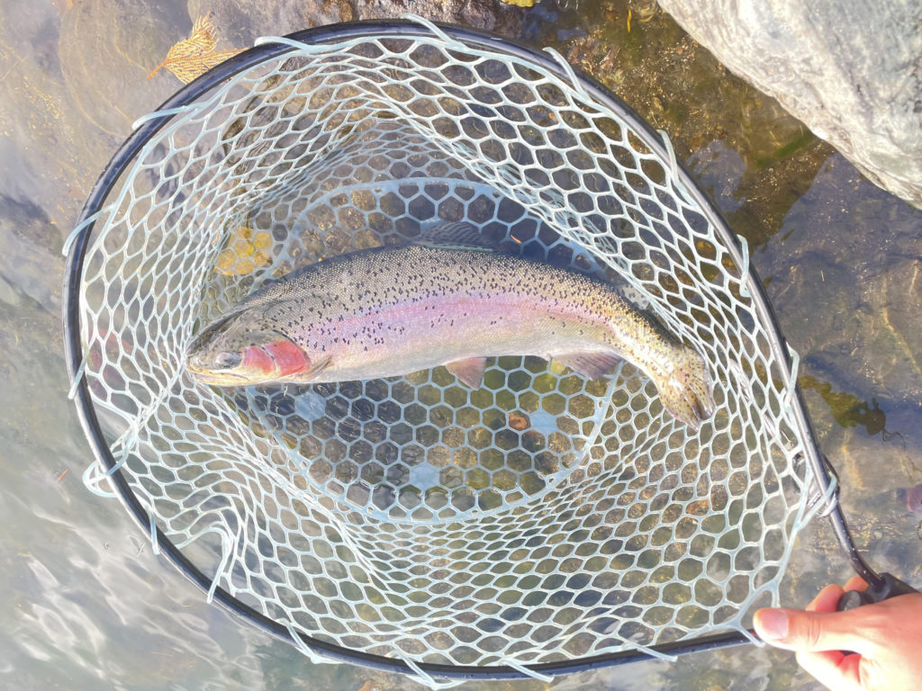 【頂鱒５６ｃｍ】全体