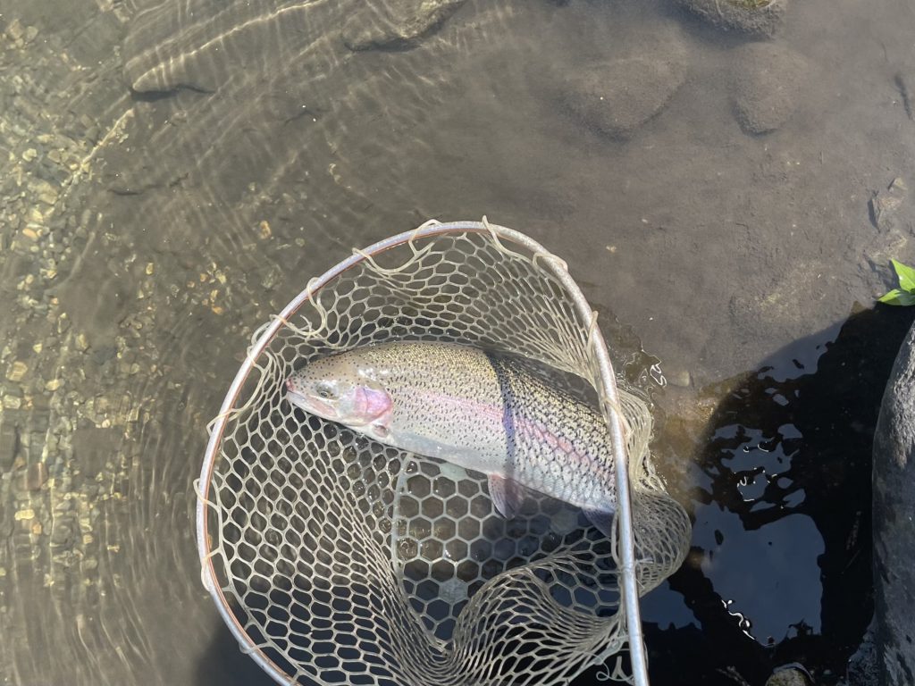 【頂鱒５６ｃｍ】全体