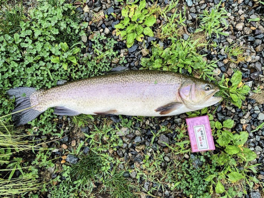 【驚ロック６２ｃｍ】全体