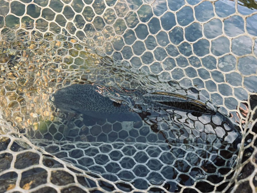 【驚ロック５５ｃｍ】全体