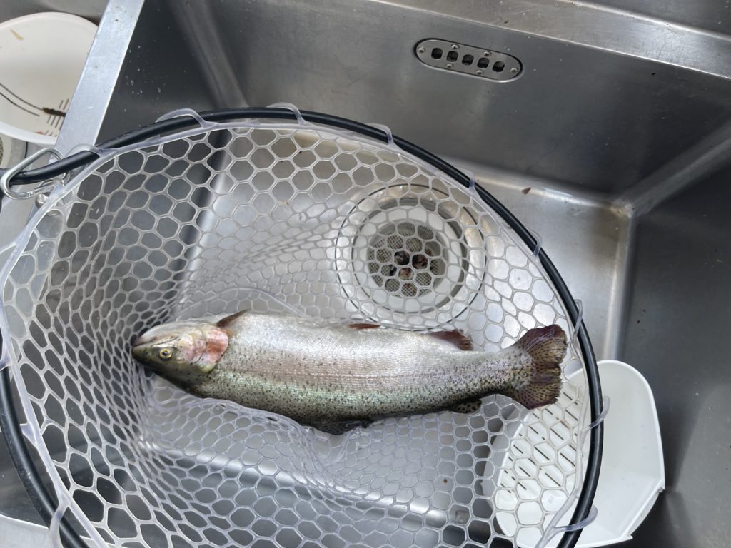 【頂鱒５４ｃｍ】全体