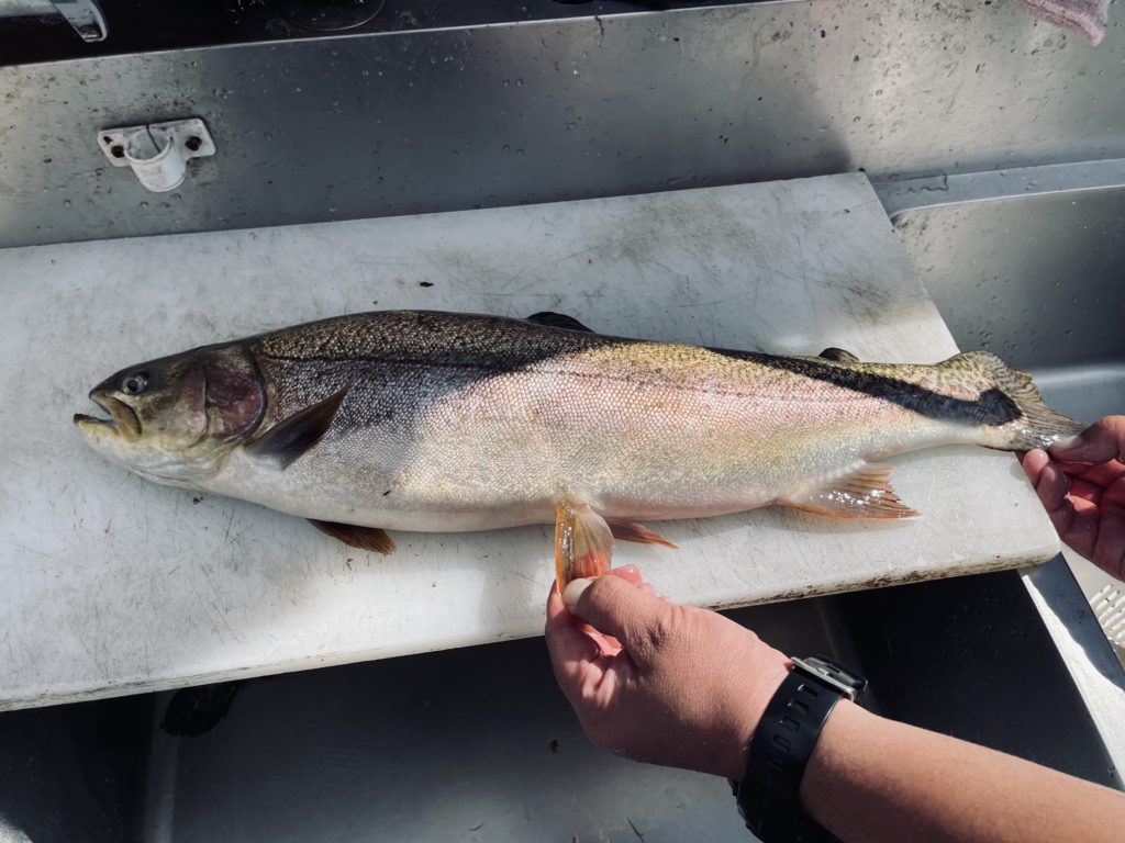 【驚ロック６０ｃｍ】全体