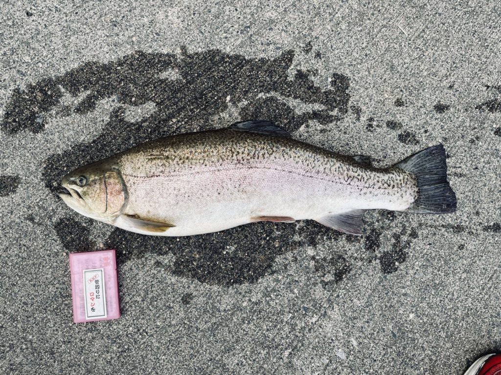 【驚ロック５９ｃｍ】全体